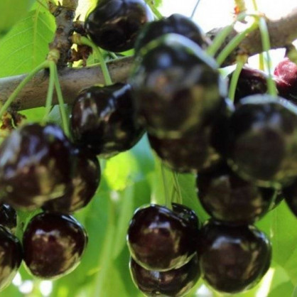 Черешня «Валерий Чкалов»