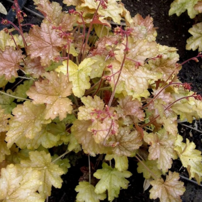 Гейхера «Джинджер Эль»