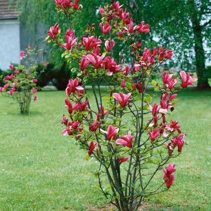 Магнолия «Нигра»