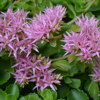 Очиток ложный