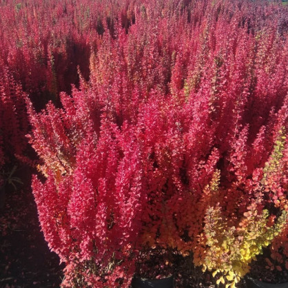 Барбарис «Эректа»