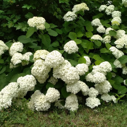 Гортензия древовидная «Вайт Болл»