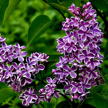 Сирень обыкновенная  «Сенсация»