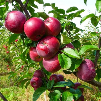 Яблоня «Спартан»