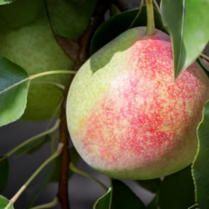 Груша «Елена»