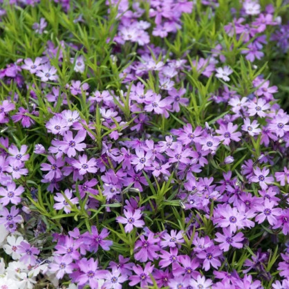 Флокс шиловидный «Пепл Бьюти»