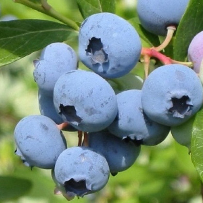 Голубика «Блю Кроп»
