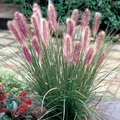 Пеннисетум «Рэд Хет»