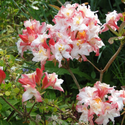 Рододендрон листопадный (Азалия) «Зонненкопхен»