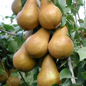 Груша колоновидная «Сапфира»