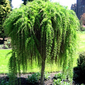 Лиственница «Пендула»