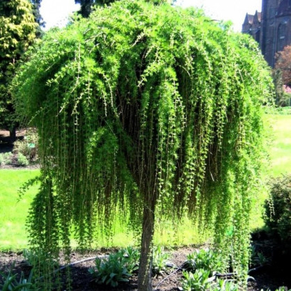 Лиственница «Пендула»