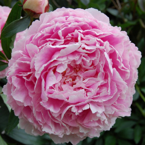 Пион «Сара Бернар»