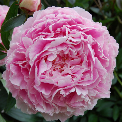 Пион «Сара Бернар»