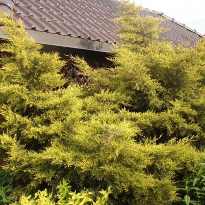 Можжевельник «Куривау голд»