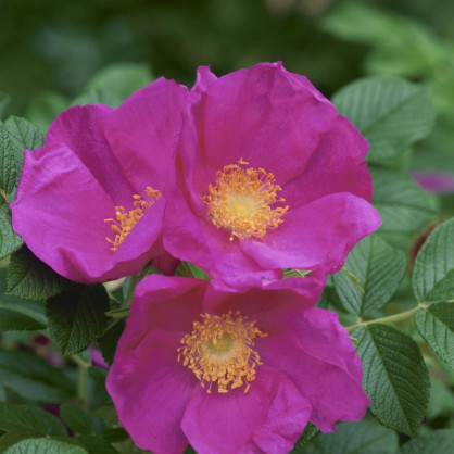 Роза Ругоза