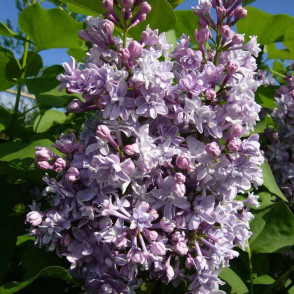 Сирень обыкновенная «Генерал Першинг»