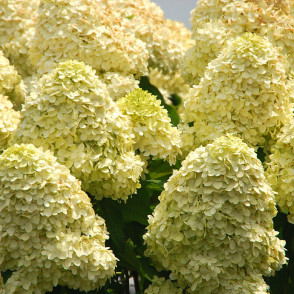 Гортензия метельчатая Панзола