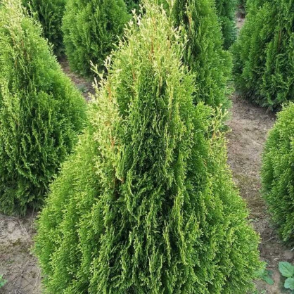 Туя западная «Смарагд Витбонд»