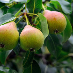 Груша «Любимица Яковлева»