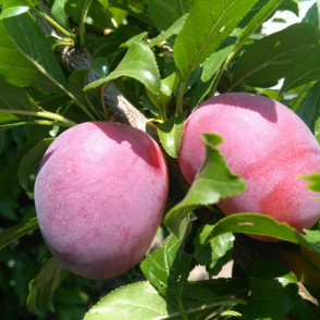 Слива «Блю Свит»