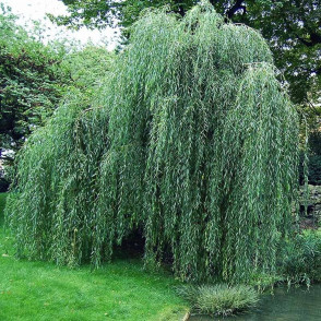 Ива «Водопад»