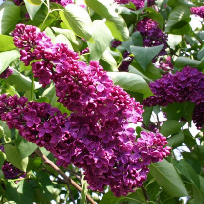 Сирень «Людвиг Шпет»