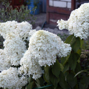Гортензия метельчатая «Диамантино»