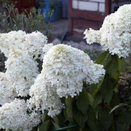 Гортензия «Диамантино»