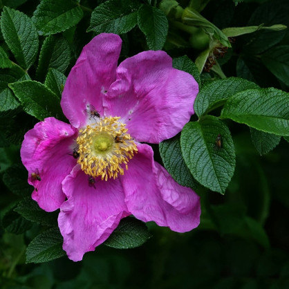 Роза ругоза «Jam-a-licious»