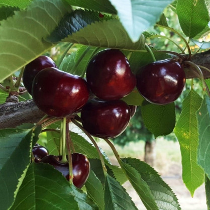 Черешня «Ревна»