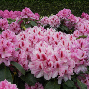 Рододендрон «Данута»