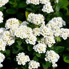 Спирея березолистная «Тор»