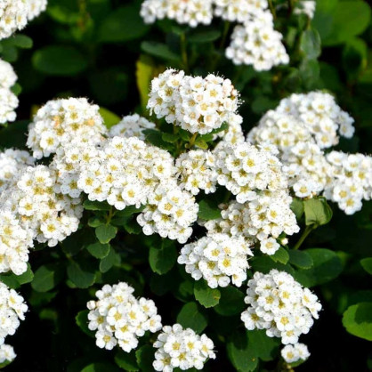 Спирея березолистная «Тор»