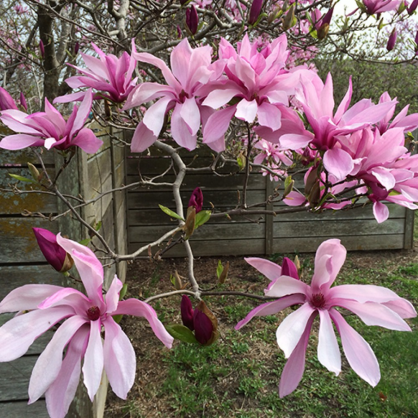 Магнолия «Бетти»