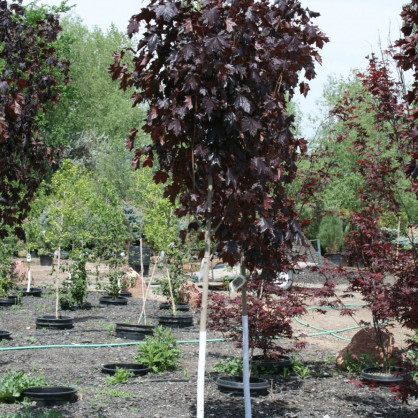 Клен «Кримсон Кинг» на штамбе