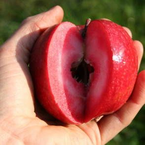 Яблоня «Одиссо»