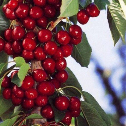 Вишня «Восторг»