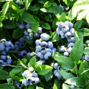 Голубика «Патриот»