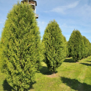 Туя «Вагнери»