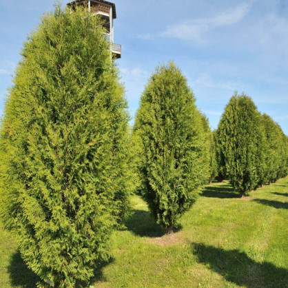 Туя «Вагнери»