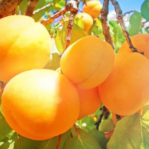 Абрикос «Мичуринский»