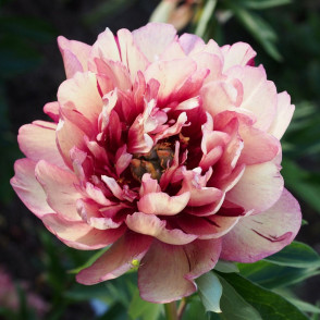 Пион «Хиллари»