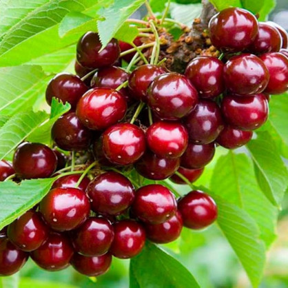 Вишня «Кудрявая»