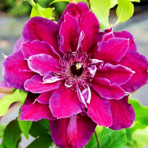 Клематис «My Beauty»