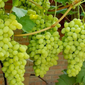 Виноград «Лора»