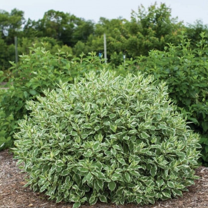 Дерен белый «Элегантиссима»