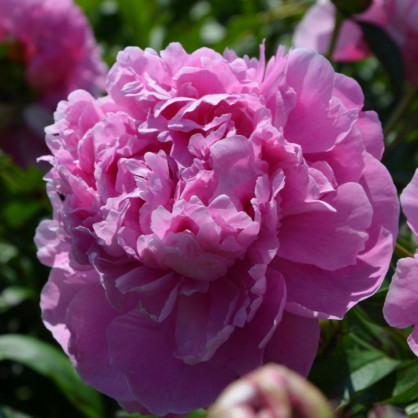 Пион «Пол Баньян»