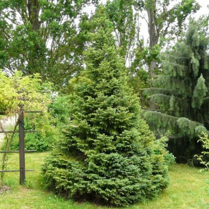 Ель сербская «Нана» (Picea omorika Nana) 