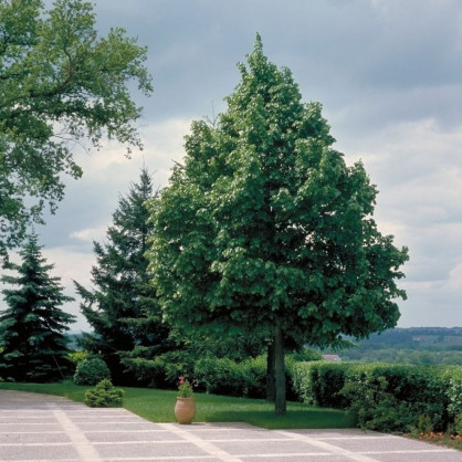 Липа «Гринспаер»